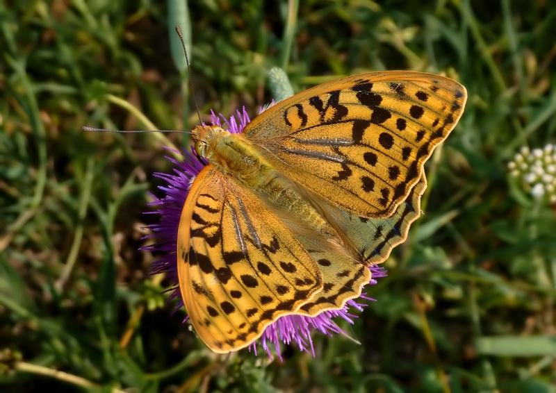 I maschi delle Argynnis si riconoscono dagli androconi......